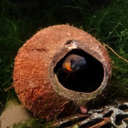 Noce di cocco tana per pesci | TRE QUARTI NOCE DI COCCO - Ceramic Nature