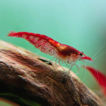 Neocaridina davidi "Fire Red" (Red Cherry) 2