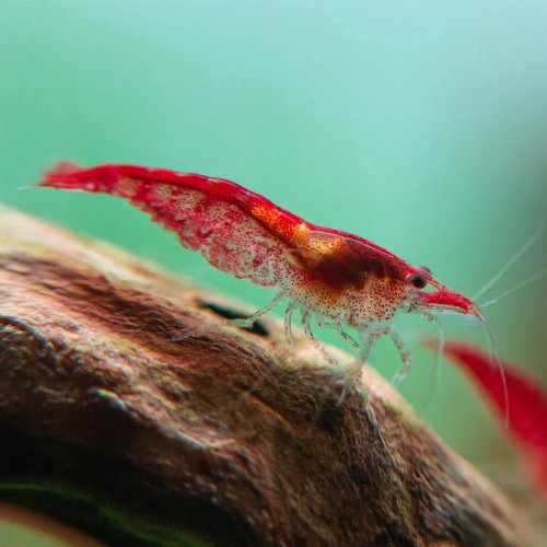 Neocaridine Davidi "Fire Red" (Red Cherry)