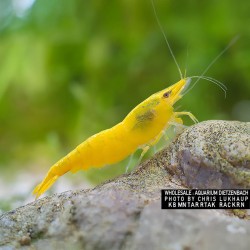 Neocaridine Davidi Yellow Fire