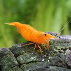 Néocariine davidi orange