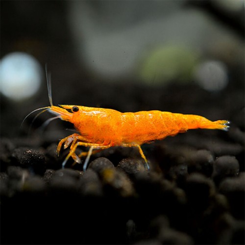 Neocaridina davidi Orange