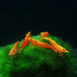 Néocariine davidi orange