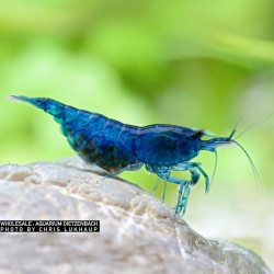 Neocaridina davidi Blue velvet