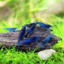 NeoCaridine Blue Velvet
