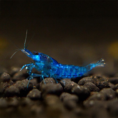 NeoCaridine Blue Velvet