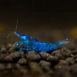 Neocaridine Davidi Blue Velvet