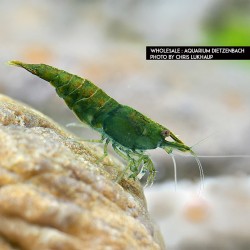 NEOCaridina Green Jade