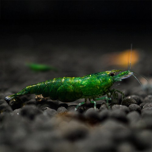 NEOCaridina Green Jade