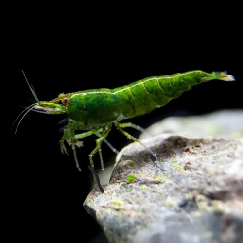 NEOCaridina Green Jade