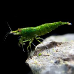 NEOCaridina Green Jade