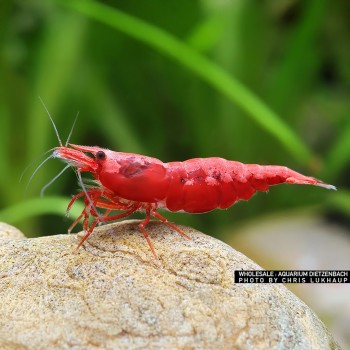 Neocaridina davidi Sakura Fire Red
