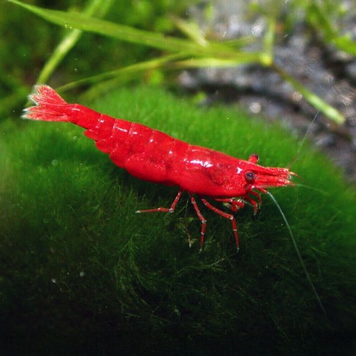 NeoCaridine Sakura Fire Red