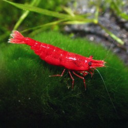 Neocaridine Davidi Sakura Fire Red