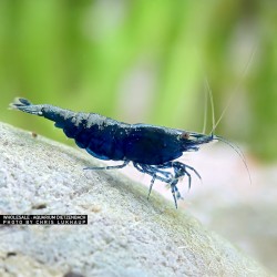 Neocaridina davidi Blue Sapphire