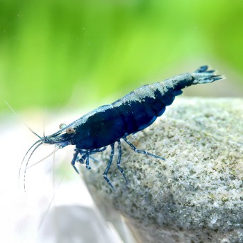 Neocariidine Davidi Blue Sapphire 2