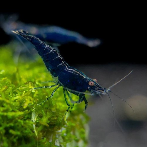 Neocaridine Blue Sapphire