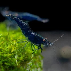 Neocaridine Davidi Blue Sapphire