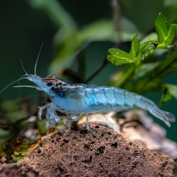 Néocariidine Davidi Blue Jelly