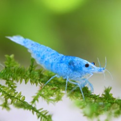 Neocaridine Davidi Blue Jelly