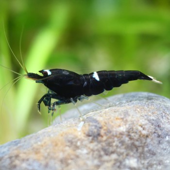 Neocaridina davidi Black Kingkong