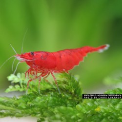 Neocaridina davidi Bloody Merry