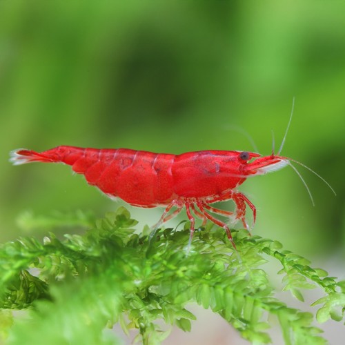 Neocaridina davidi Bloody Merry