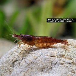 Neocaridina davidi Fire Chocolate Sakura