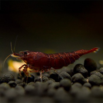 Neocaridina davidi Fire Chocolate Sakura 2