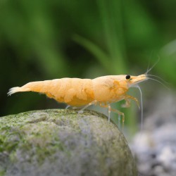 Neocaridina davidi Crested Cream