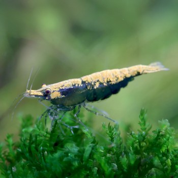 Neocaridine Davidi Green Golden Top