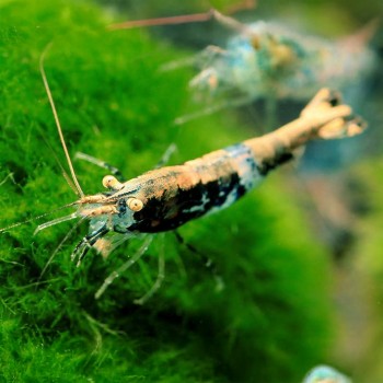 Neocaridina davidi Green Golden Top 2