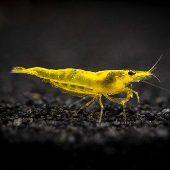 Neocaridine Davidi Yellow Golden Top 2