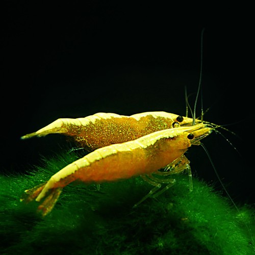 Neocaridine Davidi Yellow Golden Top