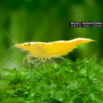 Neocaridina davidi Yellow Golden Top