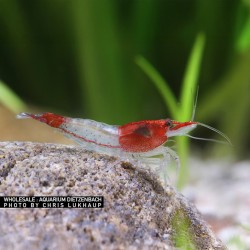 Neocaridine Rili Red