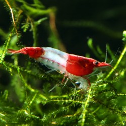 Neocaridine Rili Red