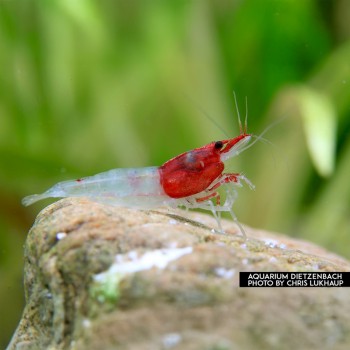 Neocaridina davidi Red Neck