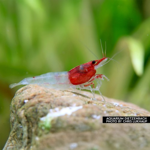 Neocaridina davidi Red Neck