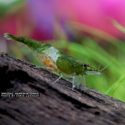 Rili Green Shrimp