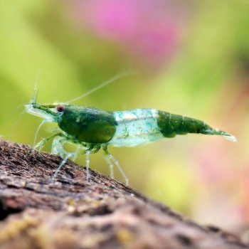 Neocaridine Davidi Rili Green 2