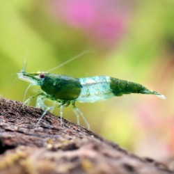 Neocaridine Davidi Rili Green