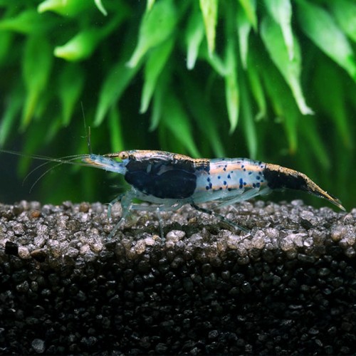 Neocaridine Davidi Rili Black