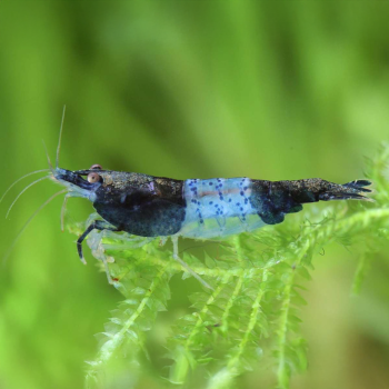 Neocaridina davidi Rili Blue