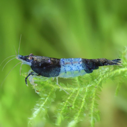 Neocaridine Blue Riles