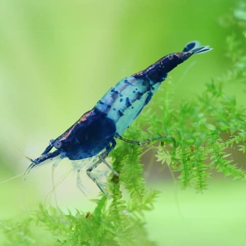 Neocaridine Blue Riles