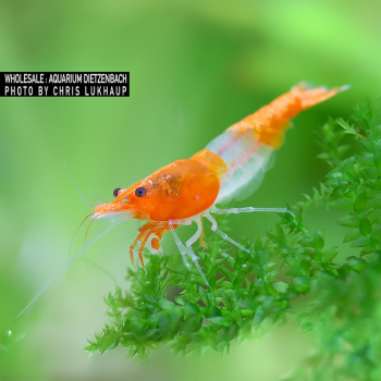 Neocaridina davidi Rili Orange