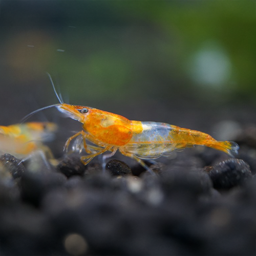 Néocariine davidi rili orange