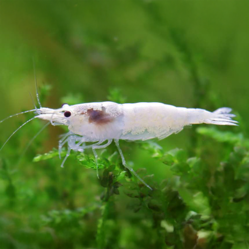 Neocaridina palmata Snowstorm