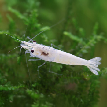 Neocaridina palmata Snowstorm 2